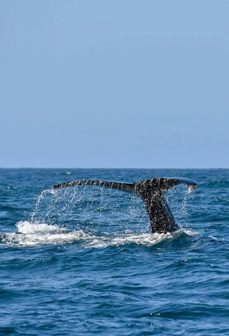 Mesmerizing Ocean & Arch Views King Beds Pool Luxury Family Friendly Cabo San Lucas Appartement
