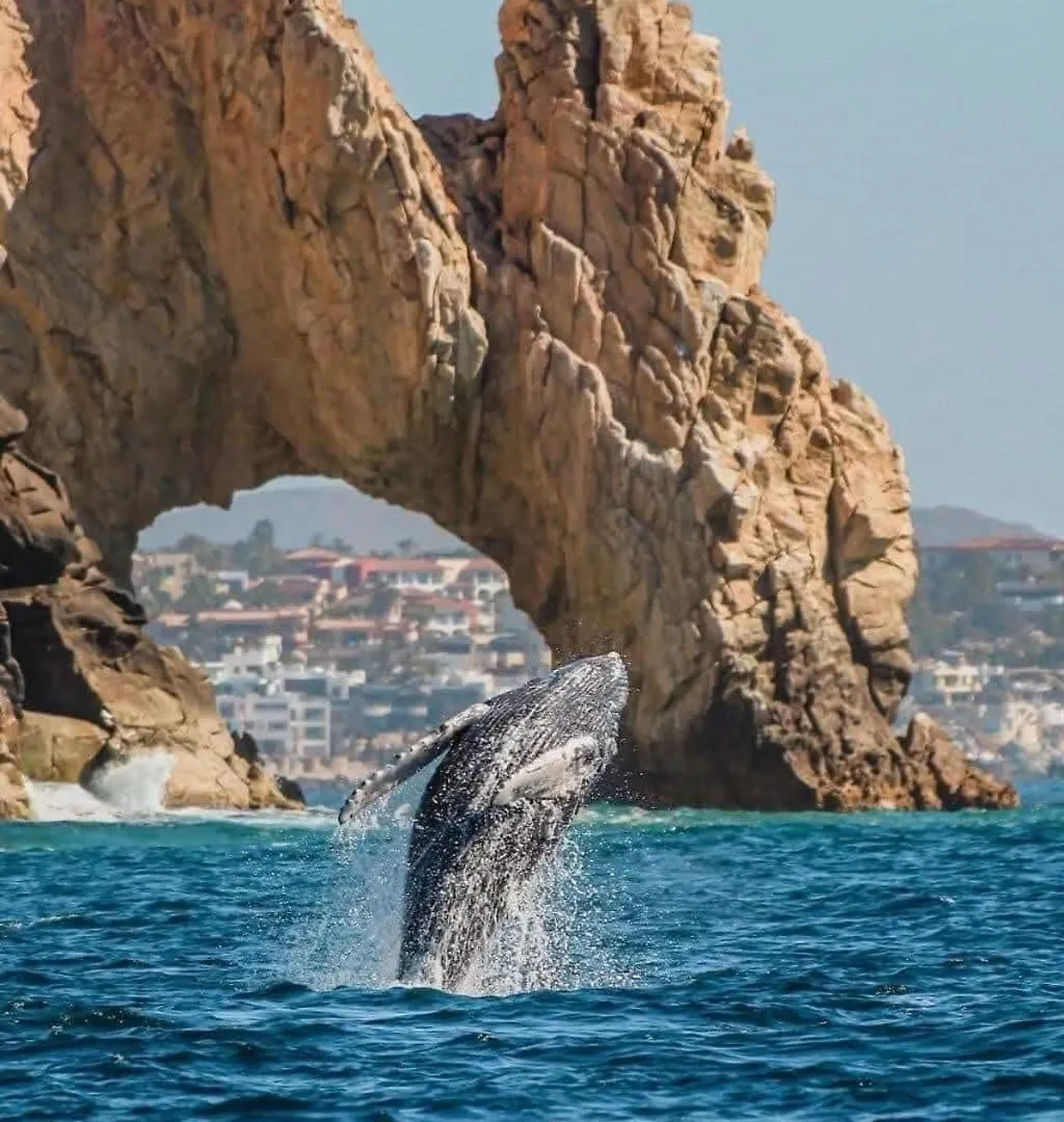 Mesmerizing Ocean & Arch Views King Beds Pool Luxury Family Friendly Cabo San Lucas Mexique